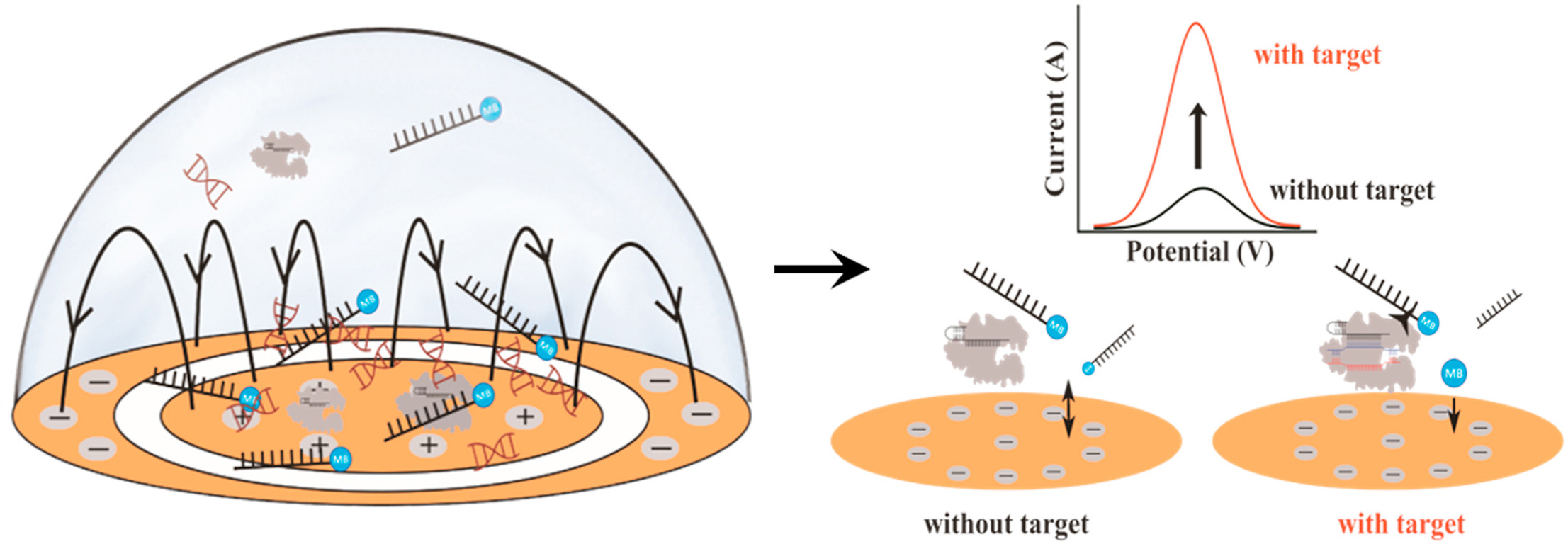 Researchers Improve Efficacy and Efficiency of CRISPR Diagnostic Technology  - UConn Today