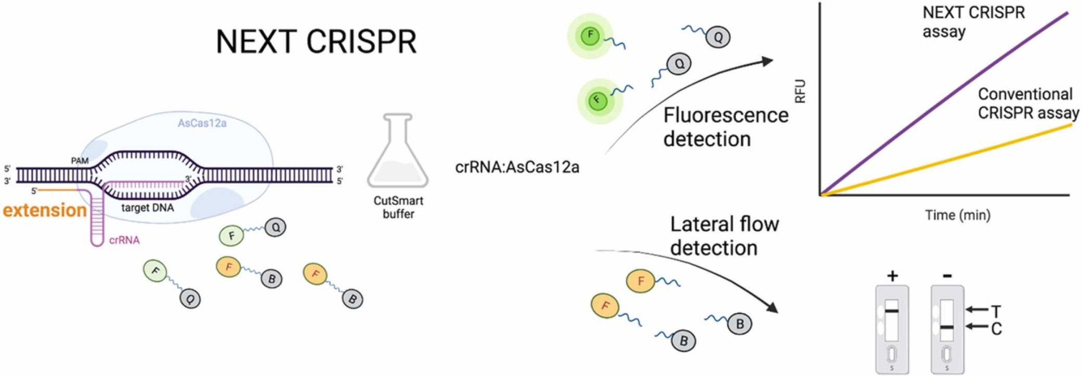 Researchers Improve Efficacy and Efficiency of CRISPR Diagnostic Technology  - UConn Today