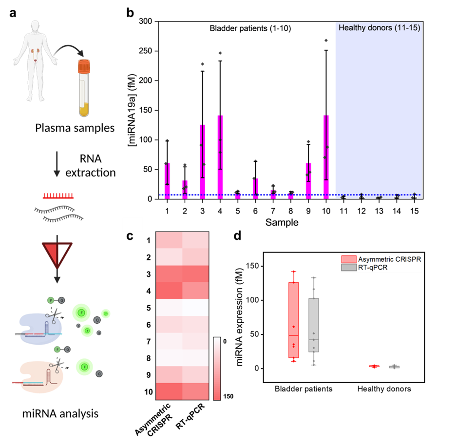 Researchers Improve Efficacy and Efficiency of CRISPR Diagnostic Technology  - UConn Today